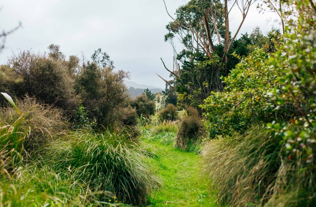 Tracks around the wetlands.