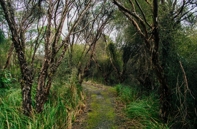 Track through the forest.