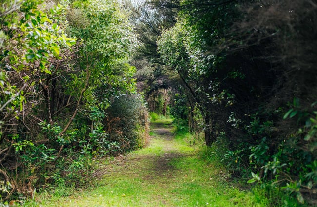 Walkway with trees.