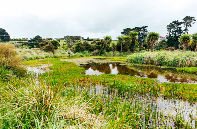 Wetlands view.