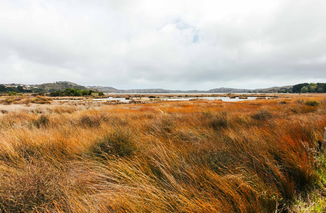 Wild grass.