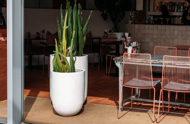 Two large cacti in pots next to table and chairs at Paloma.