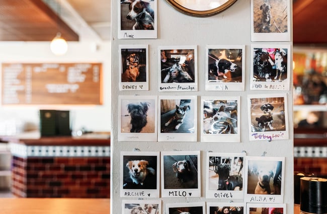 Dog photo wall at Parrotdog in Lyall Bay Wellington
