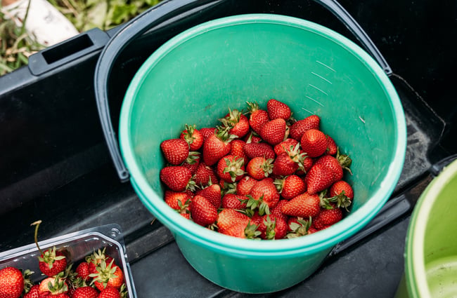 Freshly picked strawberries in a bucket.