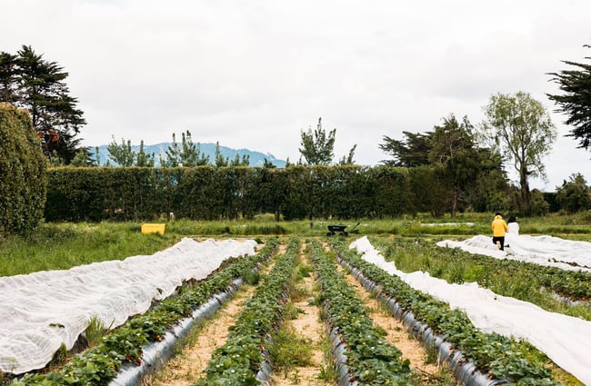 Rows of strawberry bushes at Penray Gardens.