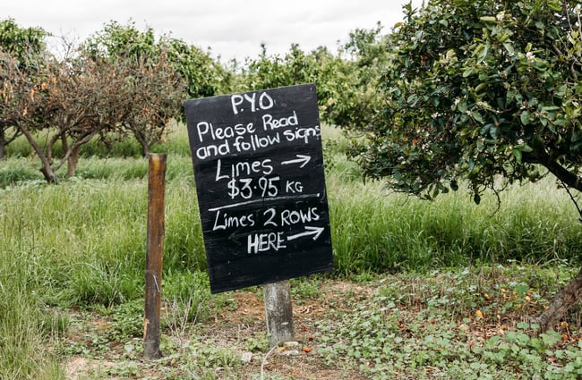 A Pick Your Own blackboard outside near rows of strawberries.