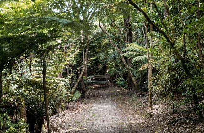 Bush hidden in the serene native bush at Percy Scenic Reserve