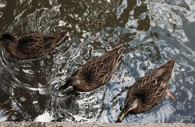 Ducks swimming in the pond at Percy Scenic Reserve