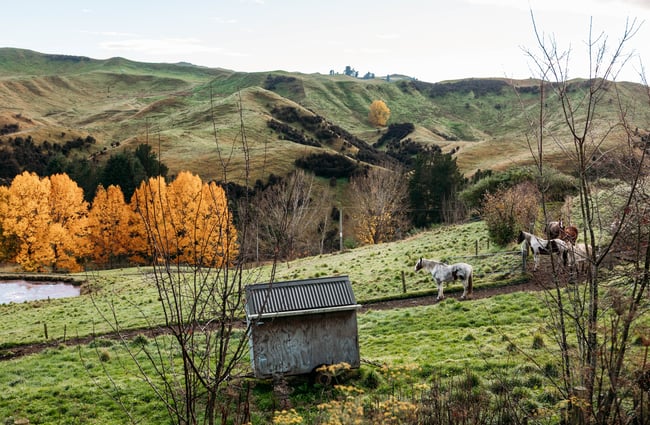Horses on grass at River Valley Lodge in Taihape.