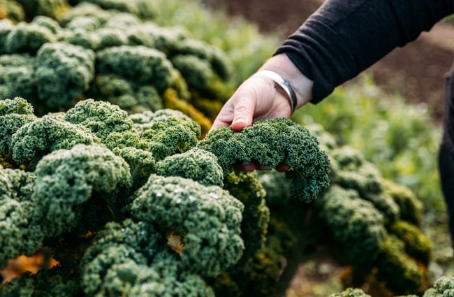 A close up of curly parsley at River Valley Lodge in Taihape.