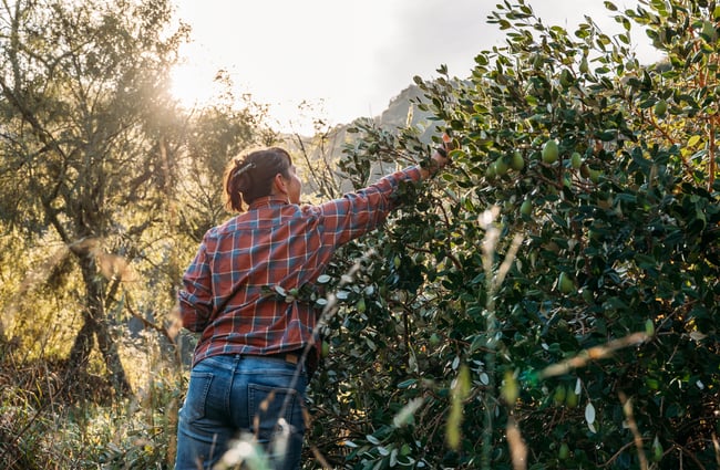woman reaching for fruit in a bush at River Valley Lodge in Taihape.