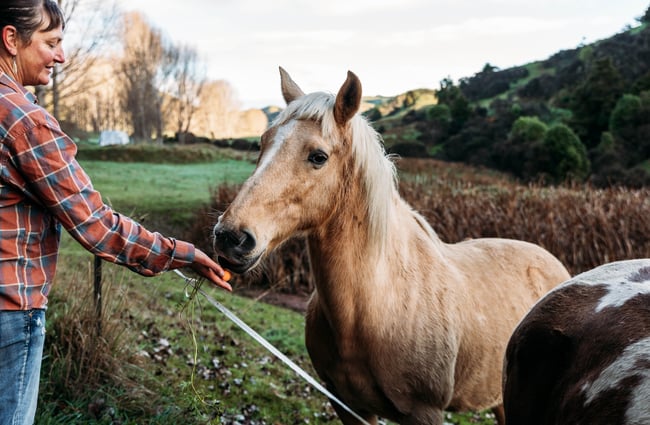 A horse feeding out of a hand at River Valley Lodge in Taihape.