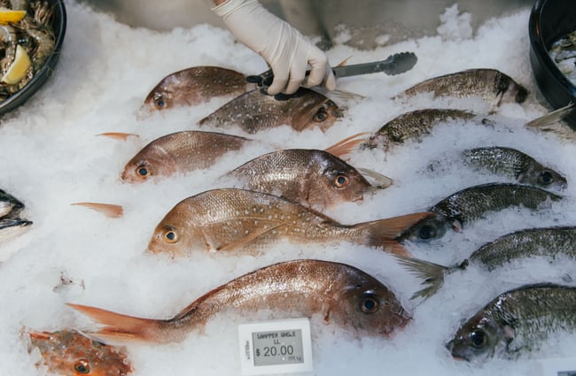 Whole fish on ice.