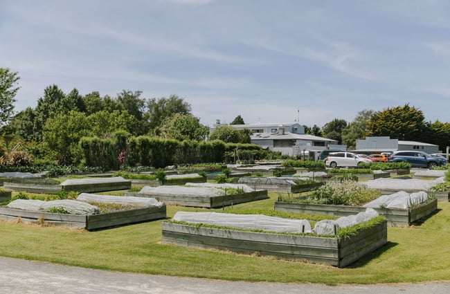 Looking across the vegetable planter boxes with wire covers.