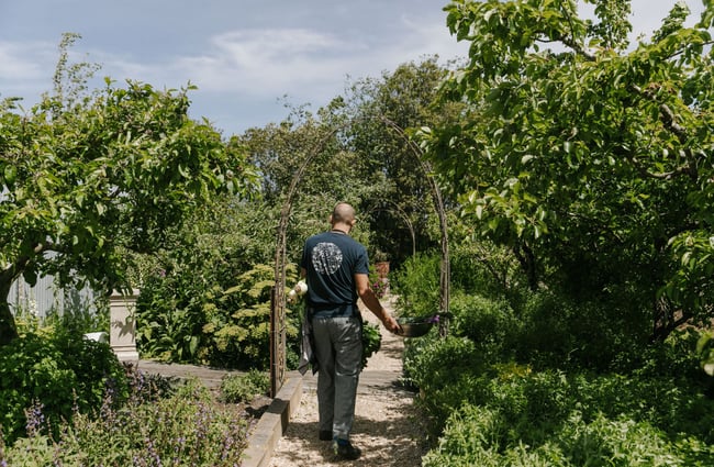 A working walking around the veggie gardens at Riverstone Kitchen in Waitaki.
