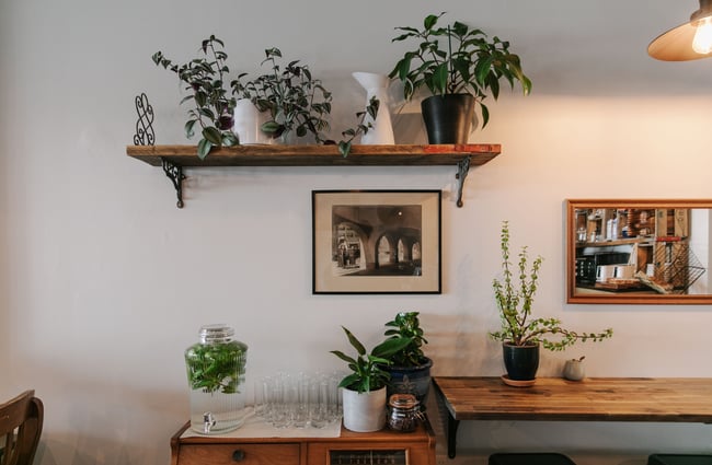 Collection of indoor plants next to water refill station at Six Ounces.