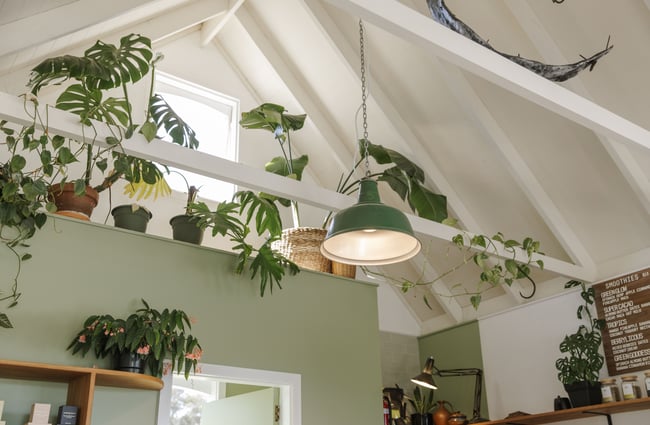 Plant life and ceiling view at Soulful Coffee Diamond Harbour.