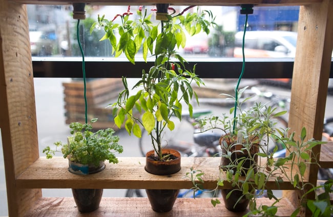 Plants on display.