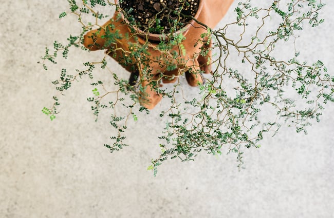 A plant in a pot.