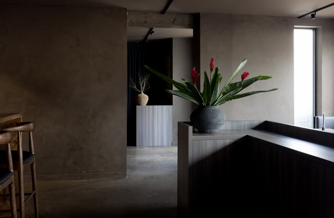 A potted plant on a wooden counter.