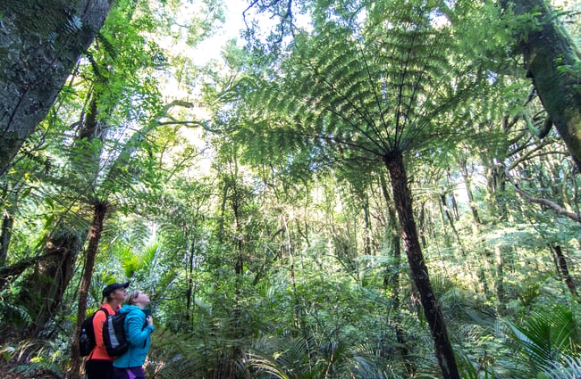 People looking up at trees.