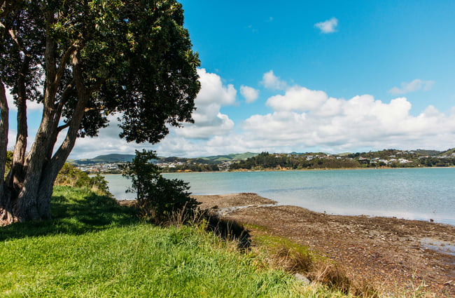 Tree on Te Ara Piko Walkway, Porirua.