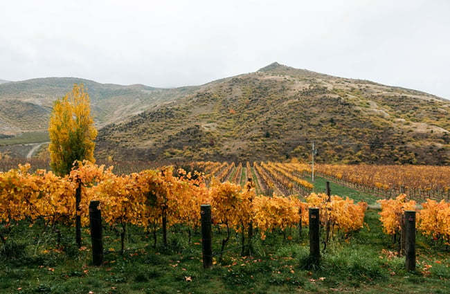 Autumnal vines and hill in the background at Terra Sancta.