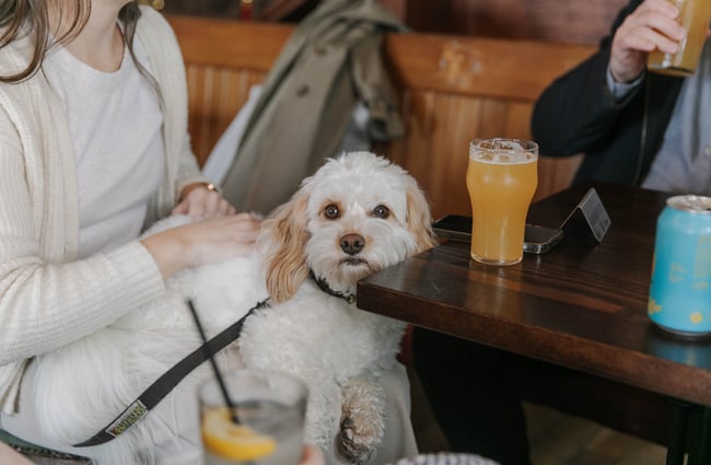 A dog sitting on a lady's lap looking at camera.