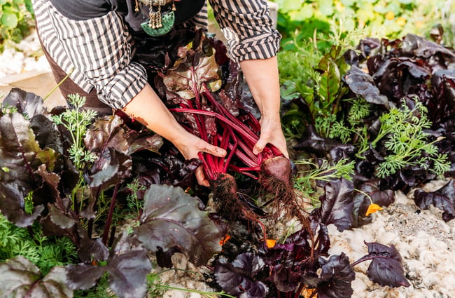 Hands pulling out beetroot at Duke’s Roadhouse in Rangitikei.
