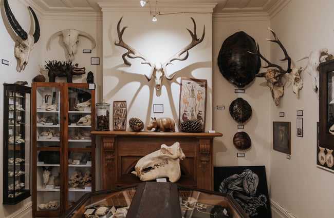 Animal skulls.