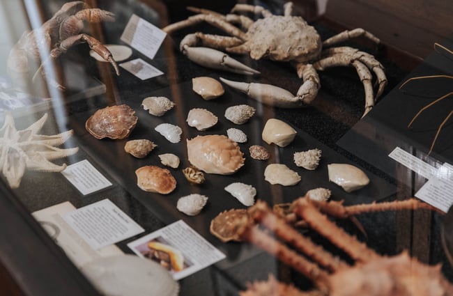 Shells on display.