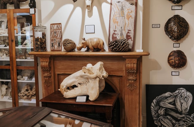 A very large skull from an unidentified animal.