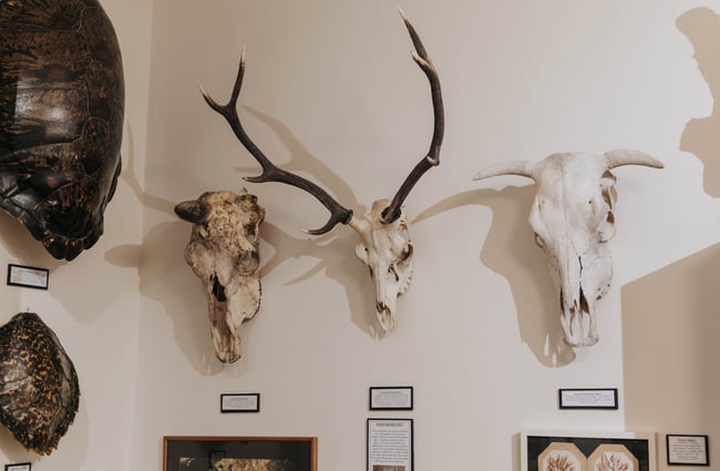 Skulls on a wall.