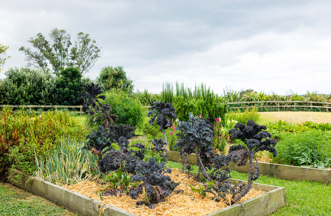 Vegetable garden at The Farmers Daughter.
