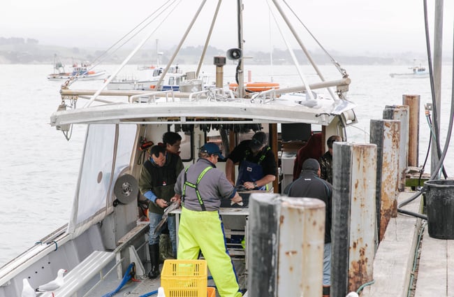 Fishermen filleting fish at the back of a boat at the FishWife in Moeraki.
