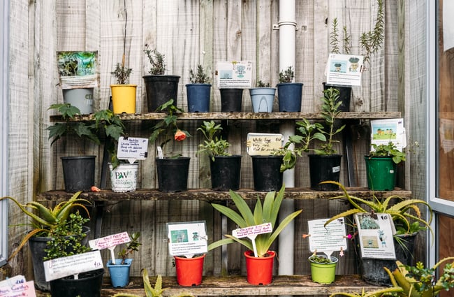 Lineup of potted plants at The Herb Farm.