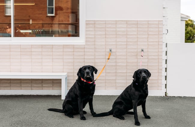 Two black labradors waiting outside The Junction.