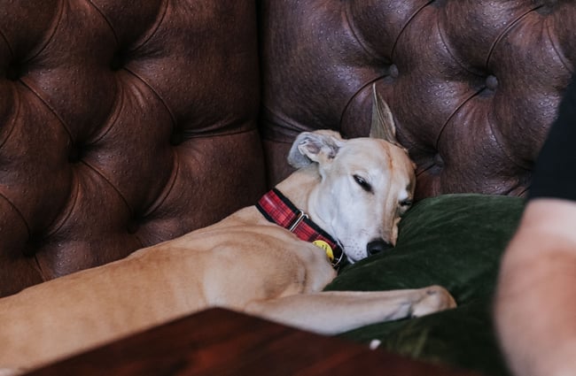 A dog asleep on the couch.