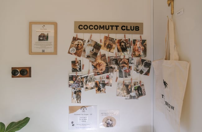 Photos of cafe dogs pegged on a wall inside the cafe.