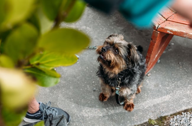 A little dog on the ground looking up.