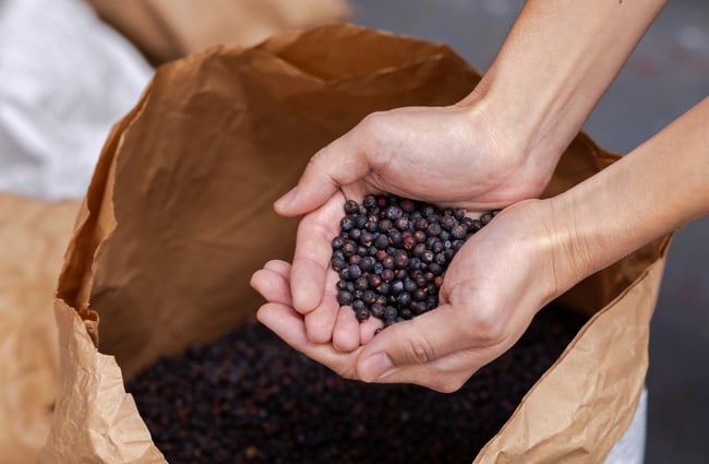 Bag of juniper berries in the distillery at The Spirits Workshop.