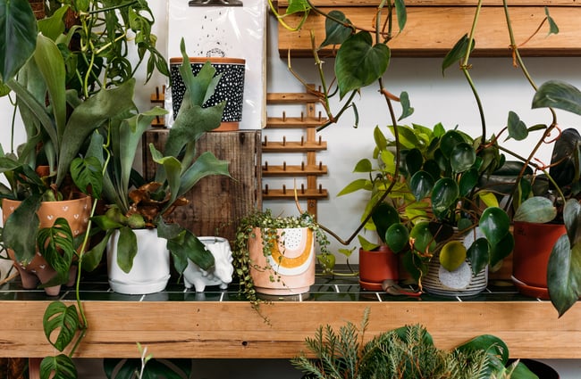 Green plants on display on a shelf.