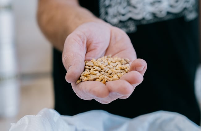 Close up of hand holding barley at Three Boys Brewery in Christchurch.