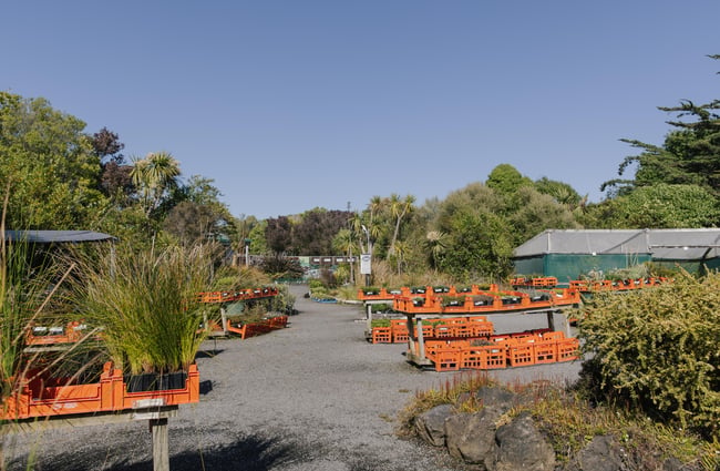 Rows of plants at Trees for Canterbury.