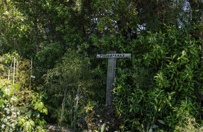 Native plants at Trees for Canterbury.