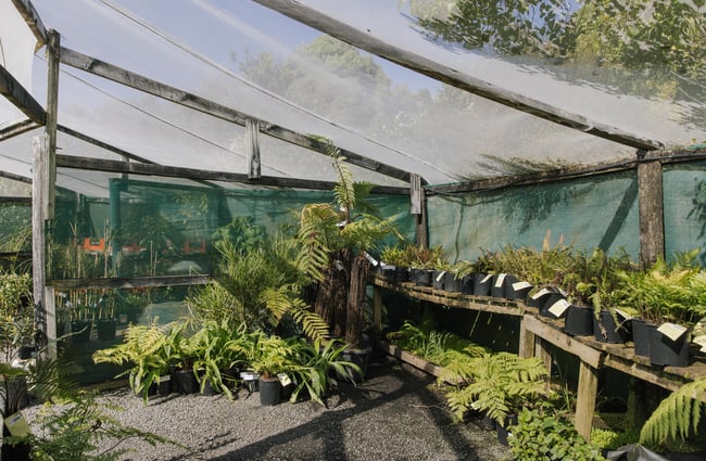 Some of the natie plants at Trees for Canterbury.
