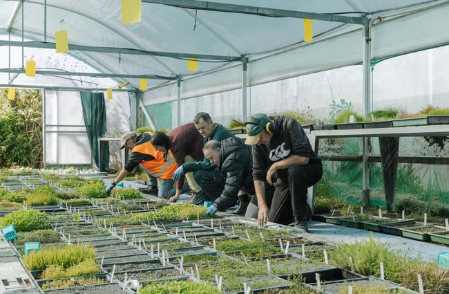 Some of the team working with the seedlings.