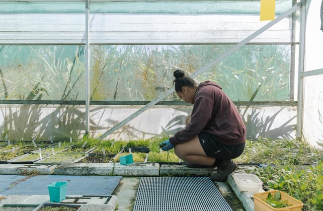 One of the team tending to the seedlings at Trees for Canterbury.