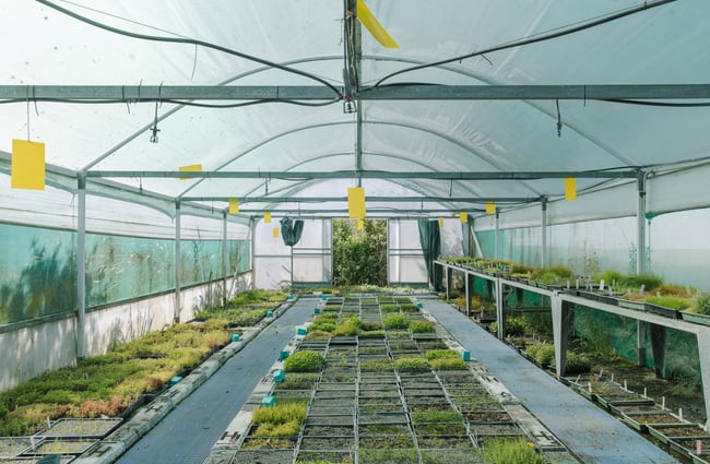 Seedlings at Trees for Canterbury.