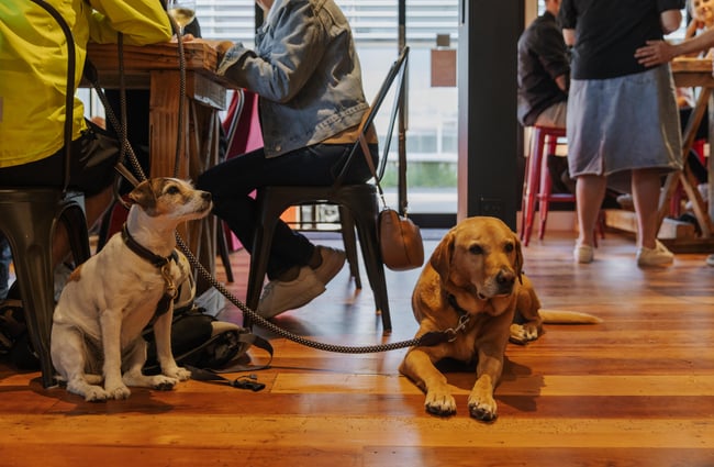 Dogs sitting inside at Two Thumb Brewing Co. Redcliffs.